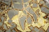 Polished Septarian Slab - Utah #318051-1